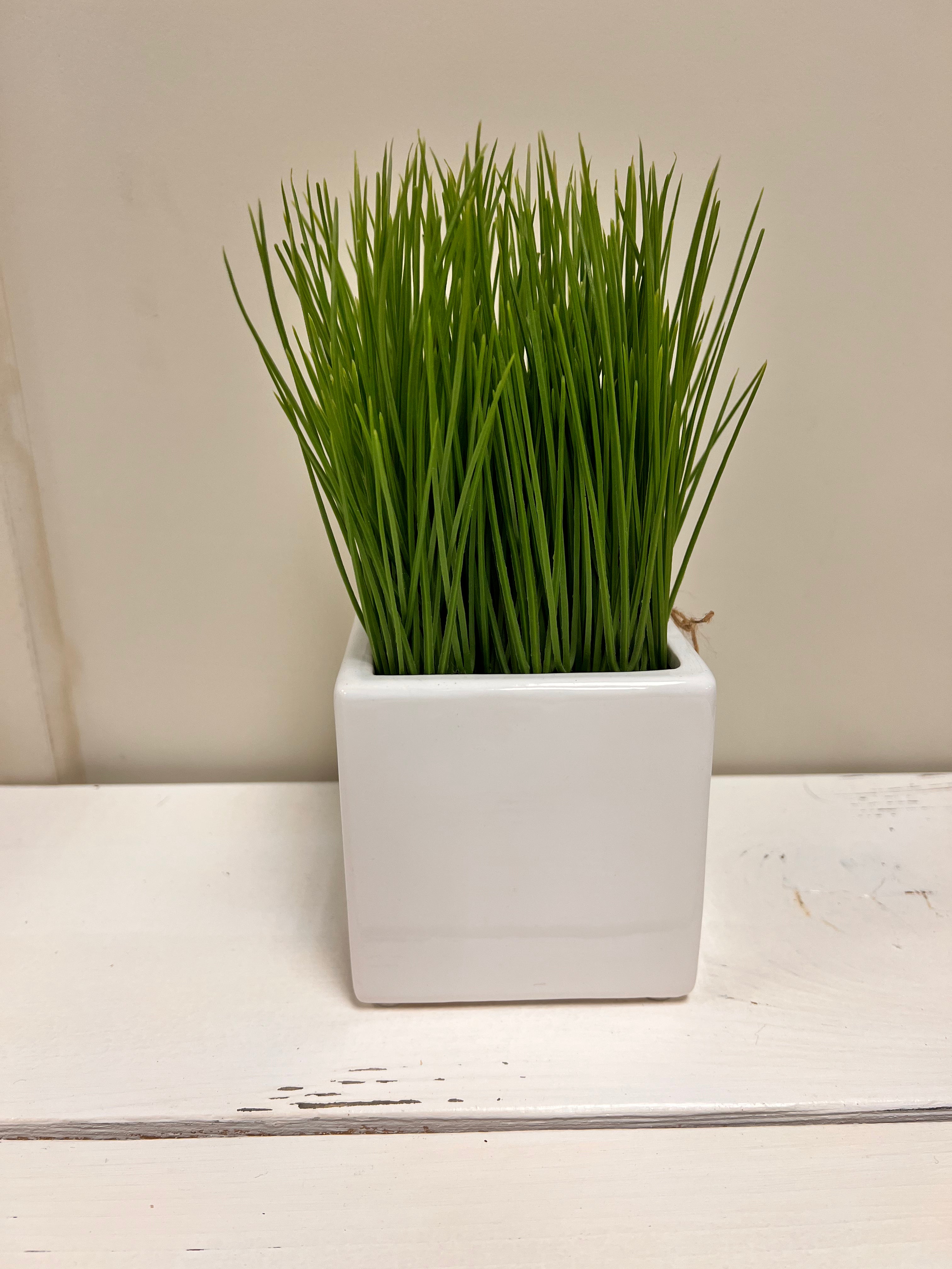 Potted Grass