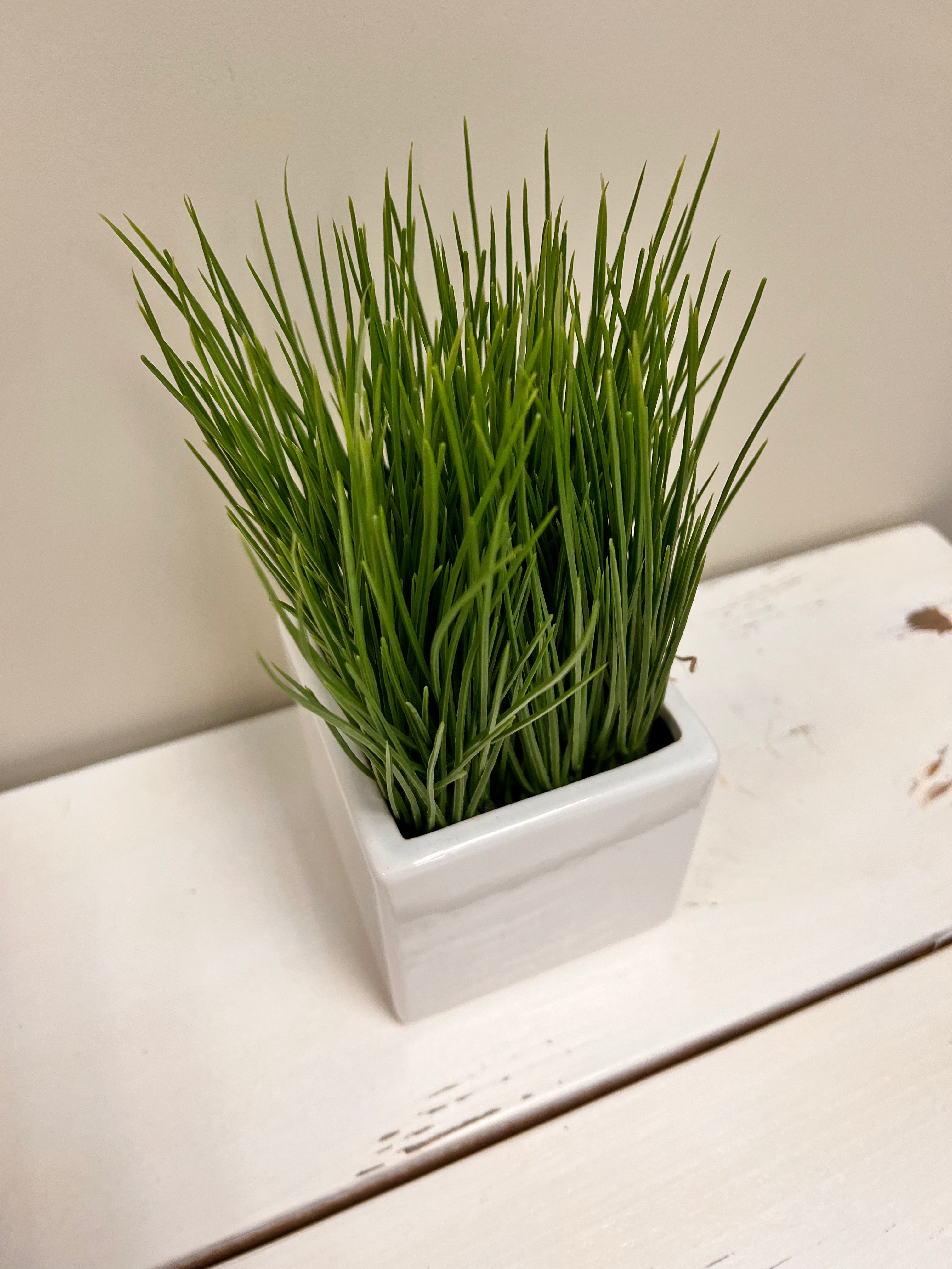 Potted Grass